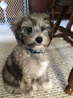 Mini Schnoodle štěňata na prodej