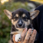 Prodm tata Pembroke Welsh Corgi.