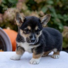 Prodm tata Pembroke Welsh Corgi.