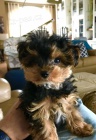 YORKIPOO ŠTĚNĚ
