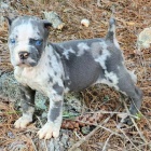 Prodm tata italskho Cane Corso