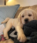 Prodám štěňata labradorského retrívra.
