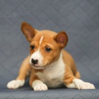 Prodm tata Basenji