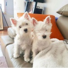 Prodm tata West Highland White Terriers