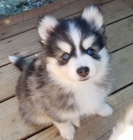 Prodm tata Pomskies (kenec sibisk husky a pomeranian)