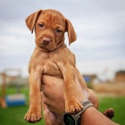Maďarský ohař krátkosrstý (VIZSLA)