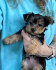 YORKIPOO TN