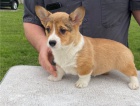 Prodm tata pembroke welsh corgi.