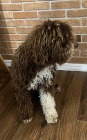 Lagotto Romagnolo tata