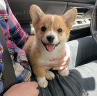 krsn a andlsk tata Pembroke Welsh Corgi na prodej.