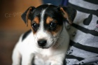 Prodm tata jack russell terira.