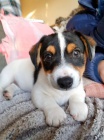 Prodám štěňata jack russell teriéra.
