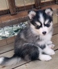 Prodm tata Pomskies (kenec sibisk husky a pomeranian)