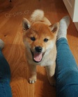 Prodám rozkošná miminka štěňata shiba inu
