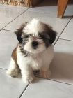 Prodám hygienicky a sociálně vyškolená štěňata SHIH TZU