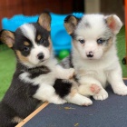 krásná a andělská štěňata Pembroke Welsh Corgi na prodej.