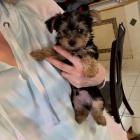 OČKOVANÉ A ODČERVOVANÉ ŠTĚŇÁTKO YORKIPOO