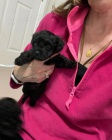 OČKOVANÉ A ODČERVOVANÉ ŠTĚŇÁTKO YORKIPOO