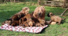 Briard - plavá štěňátka