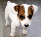 Jack russell terier kluk