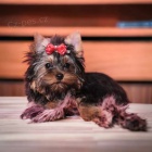 yorkshire terrier fenka s PP(rodokmenem)