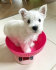 Prodm mini mini tata West Highland White Terriers