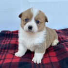 krsn a andlsk tata Pembroke Welsh Corgi na prodej.