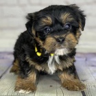 OKOVAN A ODERVOVAN TTKO YORKIPOO