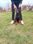 DOBERMAN tata na prodej