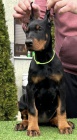 DOBERMAN tata na prodej