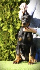 DOBERMAN tata na prodej