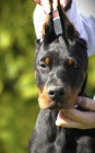 DOBERMAN tata na prodej