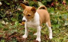 Prodm tata Basenji. kontaktovat pes (fannyscreens@gmail.com)