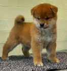 ŠTĚŇATA MINI SHIBA INU