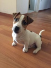 Prodm tata jack russell terira.