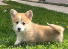 Pembroke Welsh Corgi tata