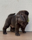 Shar-pei očkovaná štěňata na prodej.