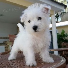 Prodám štěňata West Highland White Terriers