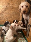 Lagotto romagnolo tata