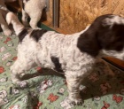 Lagotto romagnolo tata