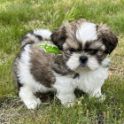 SHIH TZU