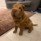 Shar-pei okovan tata na prodej.