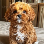 mini tata Cavapoo