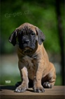 Cane Corso tata