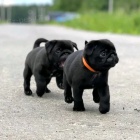 ŠTĚŇATA MOPS