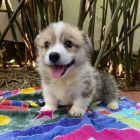 Pembroke Welsh Corgi k adopci