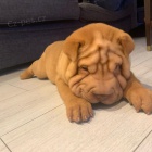 Shar-pei okovan tata na prodej.