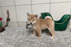 Prodm tata Shiba Inu