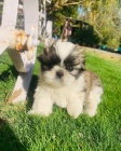 SHIH TZU