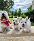 West Highland White Terriers